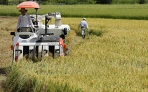 Tác dụng phụ của kế hoạch giảm thuế thực phẩm tại Nhật Bản