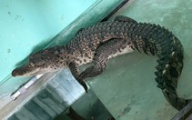 Cá sấu đi lạc vào nhà dân ở Huế