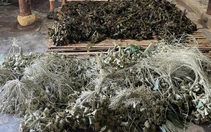 Phát hiện cơ sở sản xuất bánh ú trộn hàn the