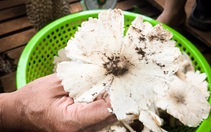 Vật chất thừa mứa khiến tình cảm láng giềng phai nhạt?