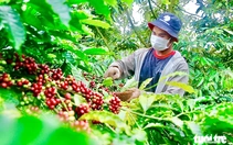 Nâng tầm Robusta Việt Nam: từ bán sản lượng sang bán giá trị