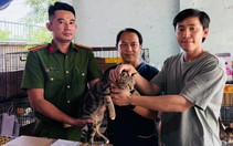Dùng AI tìm chủ cho hàng trăm con mèo được Công an TP.HCM giải cứu
