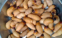 Vĩnh Long nghiêm cấm nuôi và phát tán đuông dừa trái phép