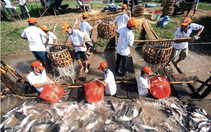 Con cá tra và giấc mơ đưa nông nghiệp Việt Nam ra thế giới