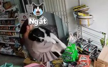 Chú chó ngất xỉu khi nghe 'trộm chó' rủ đi chơi