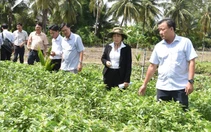 Đồng Tháp chỉ đạo tiêu hủy rau màu bị chết bất thường, tuyệt đối không bán ra thị trường
