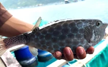 Vụ du khách tố bị 'chặt chém' 1kg cá bò hòm 2,9 triệu đồng ở Nha Trang: Xử phạt nhà hàng 20 triệu