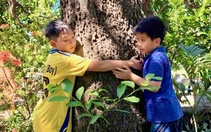 Xoài tiến vua bên ngôi cổ tự hơn 200 năm tuổi