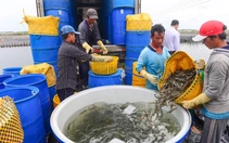 Trung Quốc dẫn dắt đà tăng xuất khẩu tôm Việt