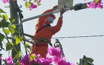 Điện lực Đất Đỏ nỗ lực giữ an toàn hành lang lưới điện