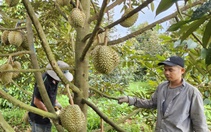 Thị trường TP.HCM 15-7: Giá cà phê Robusta tăng, Arabica giảm mạnh; sầu riêng khuyến mãi rầm rộ