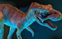 Khủng long bạo chúa T. rex đẻ nhiều như gà, con non mới nở bé như con mèo