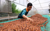 Tăng tốc đáp ứng EUDR, cà phê Việt vẫn ngóng hướng dẫn