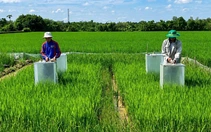 Trồng lúa Nhật trên đất miền Tây