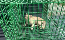 Hô hấp nhân tạo để 'hồi sinh' chú mèo bị xe tông, 2 tình nguyện viên nhận mưa lời khen