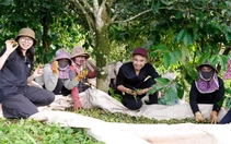 Đất nông nghiệp 30 triệu đồng/ha/năm vẫn khó hút nhà đầu tư