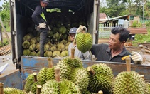 Thị trường TP.HCM 18-7: Giá cà phê bật tăng, sầu riêng khởi sắc
