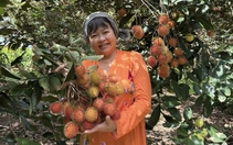 Sầu riêng, chôm chôm, măng cụt miền Tây đồng loạt rớt giá, nhà vườn than 'làm cả năm không công'