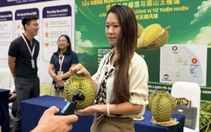 Hàng triệu đơn hàng sầu riêng Việt Nam qua sóng 'livestream' tại thị trường Trung Quốc