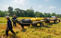 Mùa hè trên những cánh đồng xanh mướt, chôm chôm đỏ rực, măng cụt tím rịm, sơ ri đỏ au