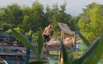 Đưa hơn 250 tấn heo bệnh từ phía Bắc vào Quảng Trị bán kiếm lời, 6 người bị khởi tố