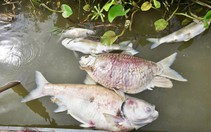 Hàng tấn cá chết trắng sông Lam, nhiều hộ phút chốc trắng tay