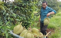 Giá sầu riêng giảm nhanh