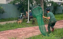 Phường đông dân nhất TP.HCM ra quân bắt chó thả rông
