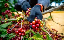 Để hạt Robusta Việt đi xa...