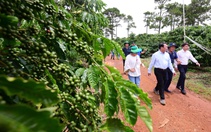 Gặp người đưa 110 héc ta Robusta bước vào cuộc chơi chất lượng cao