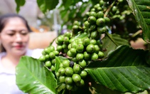 Thăm trang trại cà phê Robusta trĩu quả tại Lâm Đồng