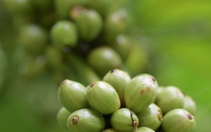 Khẳng định vị thế Robusta Việt