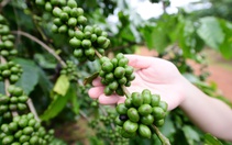 Giữa hội thảo tỉ đô về cà phê, một nông dân xin nói về... đất trồng