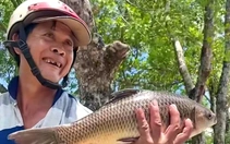 Mở cống, điều tiết nước, chống ngập úng Vườn quốc gia U Minh Thượng: Dân vào mùa săn ốc bươu đen, cá đồng
