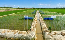 Một doanh nghiệp tại Cần Thơ 'xung phong' hợp tác, bao tiêu lúa Nhật ở Vĩnh Long