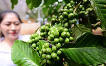 Giá cà phê thế giới tăng tiếp, trong nước sắp tăng?