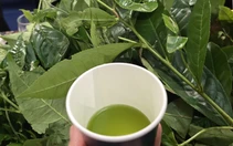 Chén chè đâm xứ Nghệ thơm mát ngày hè
