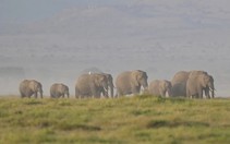 Kenya lúng túng vì 15 con voi chết bí ẩn trong thời gian ngắn