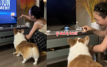 Chú chó hào hứng với màn ảo thuật của cô chủ