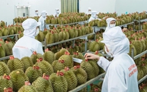 Sầu riêng Việt Nam có thêm thị trường xuất khẩu hơn 1 tỉ dân