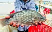 Cá rô phi Việt lên bàn sushi Nhật, mở cửa phân khúc cao cấp