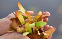 Cuộc gặp tình cờ dưới tán chò nâu bay