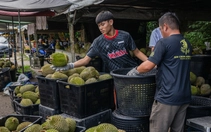 Sầu riêng rớt giá mạnh, Thủ tướng Malaysia hứa nhờ Trung Quốc giải cứu giúp