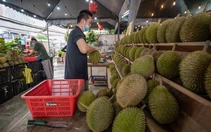 Sầu riêng thu hút cử tri Malaysia về quê đi bầu