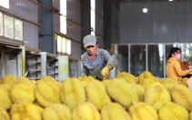 Đề xuất giao cấp xã quản lý mã số vùng trồng sầu riêng