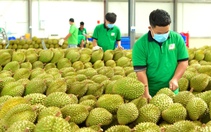 Những thay đổi trong quy trình, thủ tục cấp mã số vùng trồng nông sản, sầu riêng