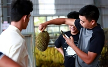 Thương nhân kiến nghị khi Chính phủ gỡ vướng cấp mã số vùng trồng sầu riêng