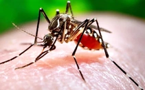 Đắk Lắk có trường hợp đầu tiên tử vong do sốt xuất huyết Dengue trong năm nay