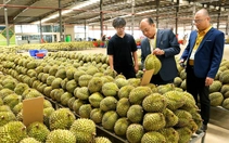 EU sắp siết dư lượng nhiều thuốc bảo vệ thực vật, nông dân, doanh nghiệp xuất khẩu nông sản cần lưu ý gì?