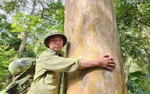 Dưới tán rừng lặng lẽ